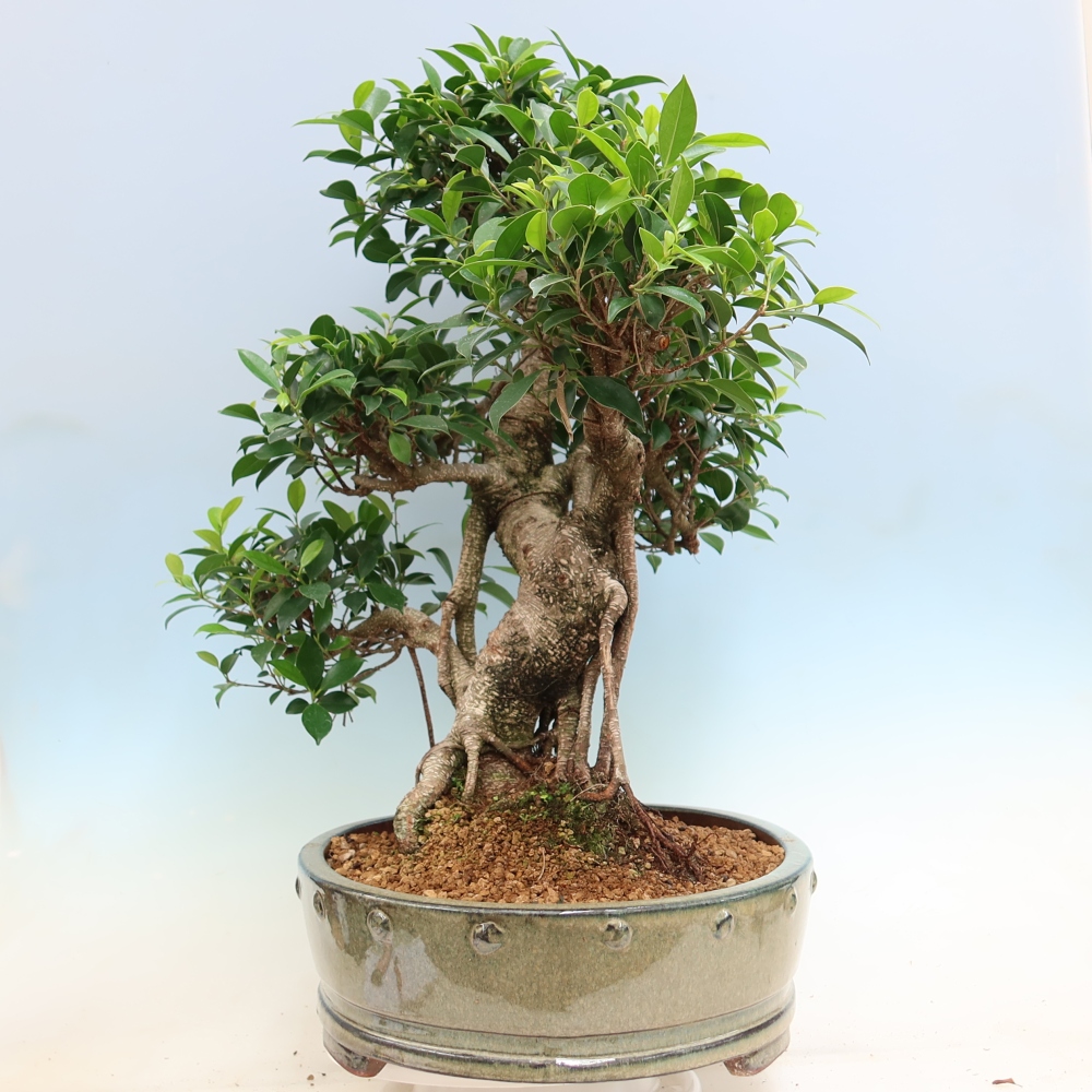 Izbové bonsaje - Ficus kimmen - drobnolistý fikus