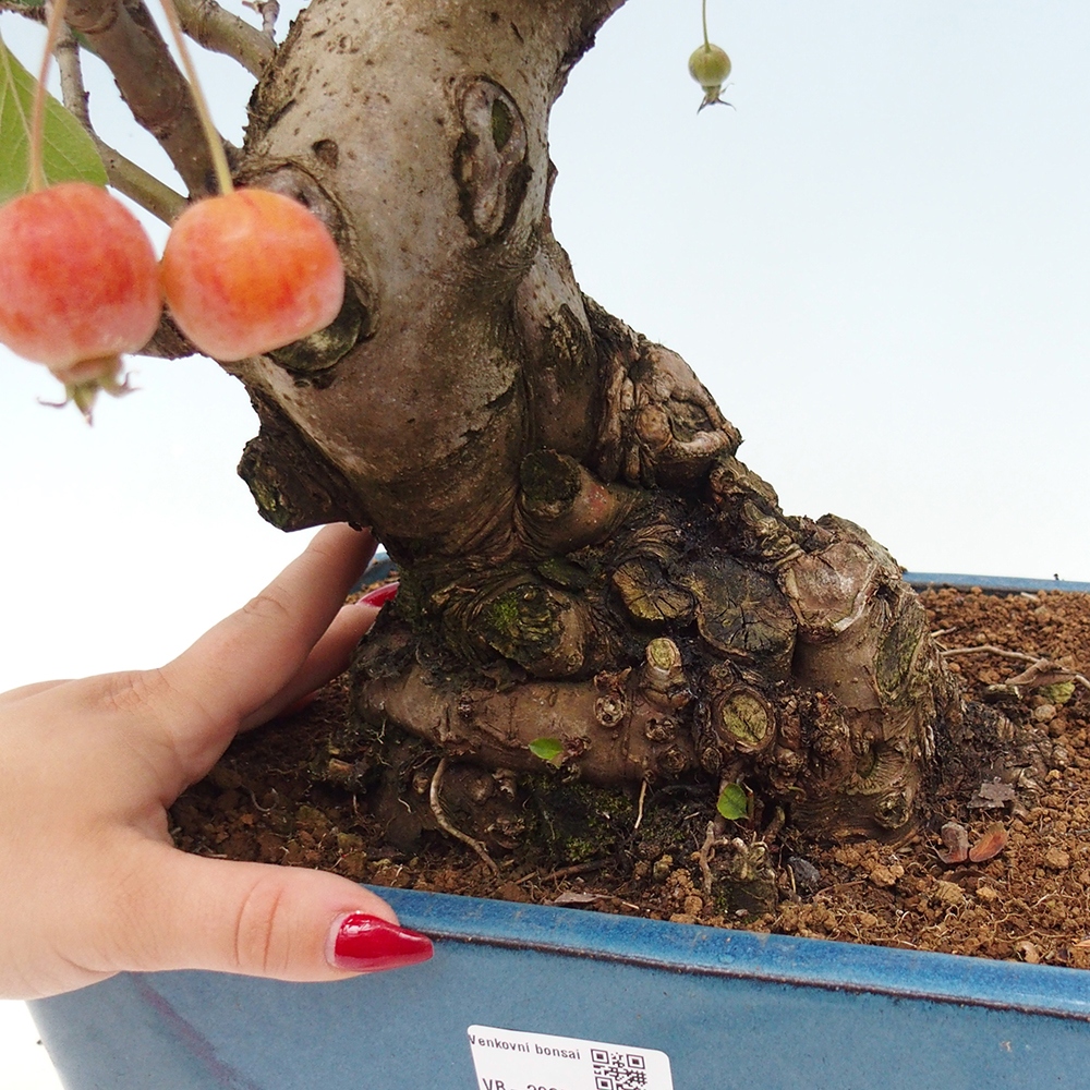 Vonkajší bonsai -Malus halliana - Maloplodá jabloň