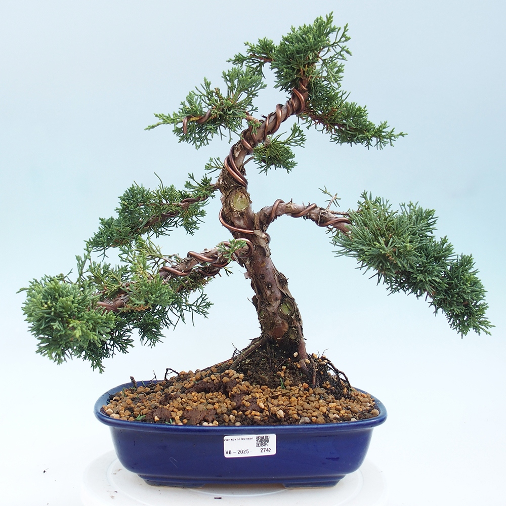 Vonkajšie bonsai - Juniperus chinensis Kishu -Jalovec čínsky