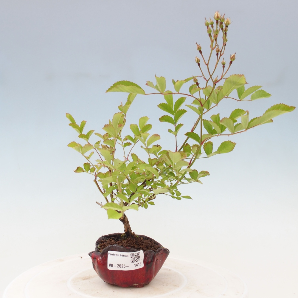Vonkajší bonsai - Rosa sp. - malokvetá ruža