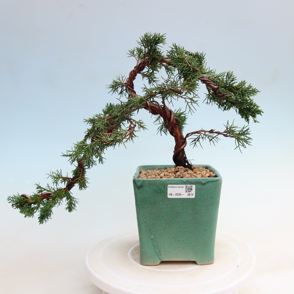Vonkajší bonsaj - Juniperus chinensis Kishu