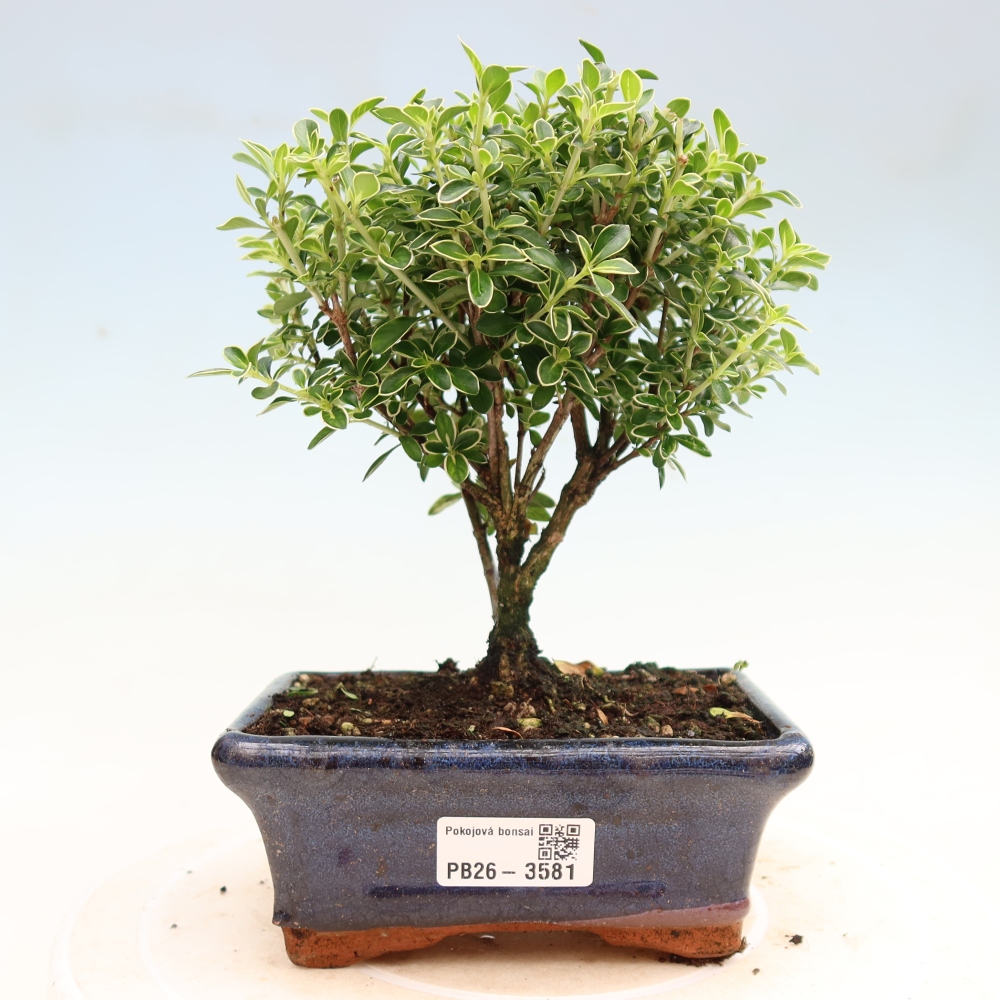 Izba bonsai – Serissa foetida Variegata – Strom tisíc hviezd