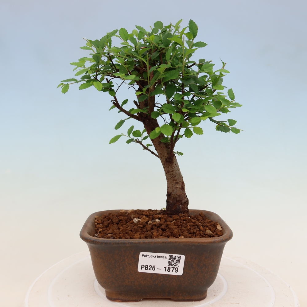 Izbový bonsaj - Ulmus parvifolia - brest malolistý