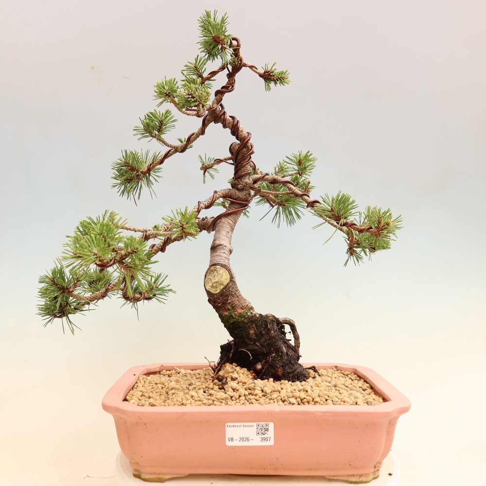 Vonkajšie bonsaje – Pinus mugo Humpy – borovica krivá