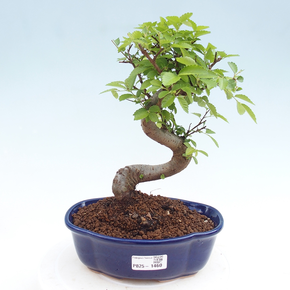 Izbová bonsai - Ulmus parvifolia - Malolistý brest