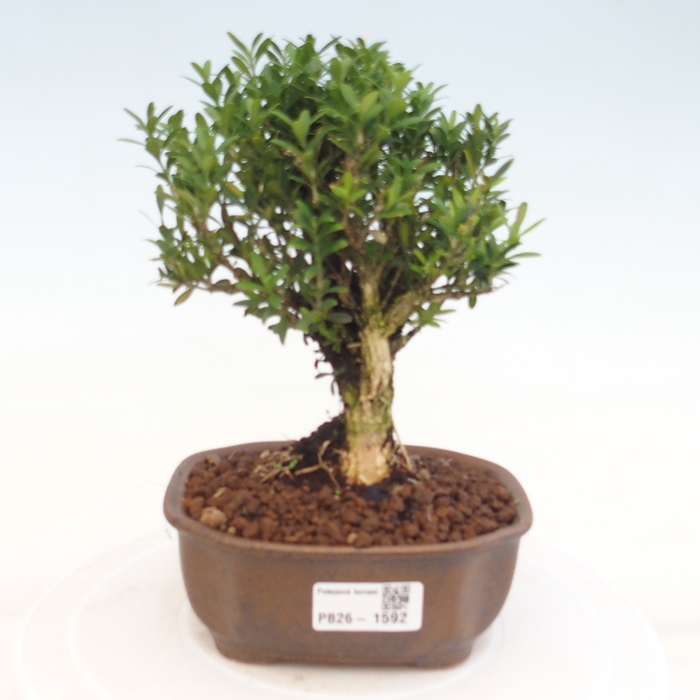 Izbové bonsaje - Buxus harlandii - korkový buxus