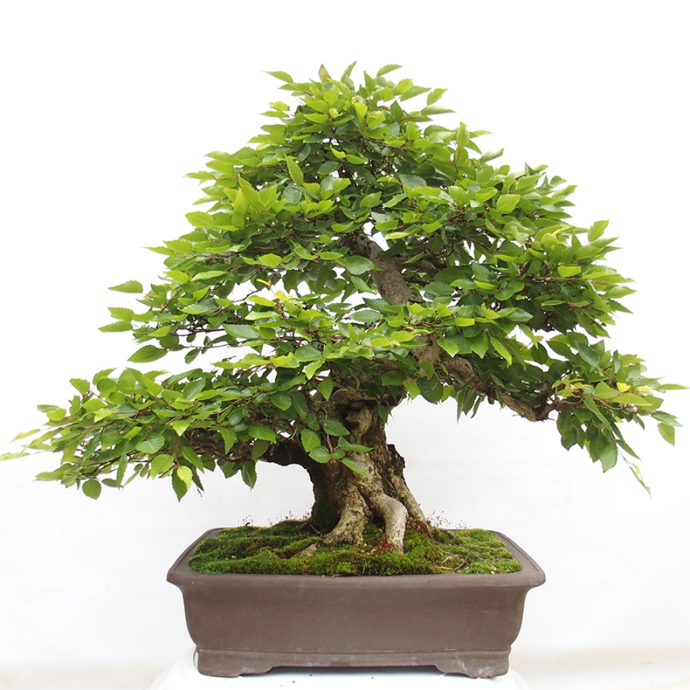 Vonkajší bonsai -Carpinus CARPINOIDES - Hrab kórejský
