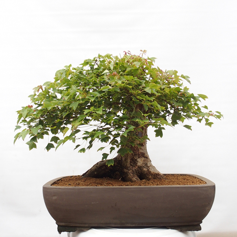 Vonkajšie bonsai - Javor Buergerianum - Javor Burgerův