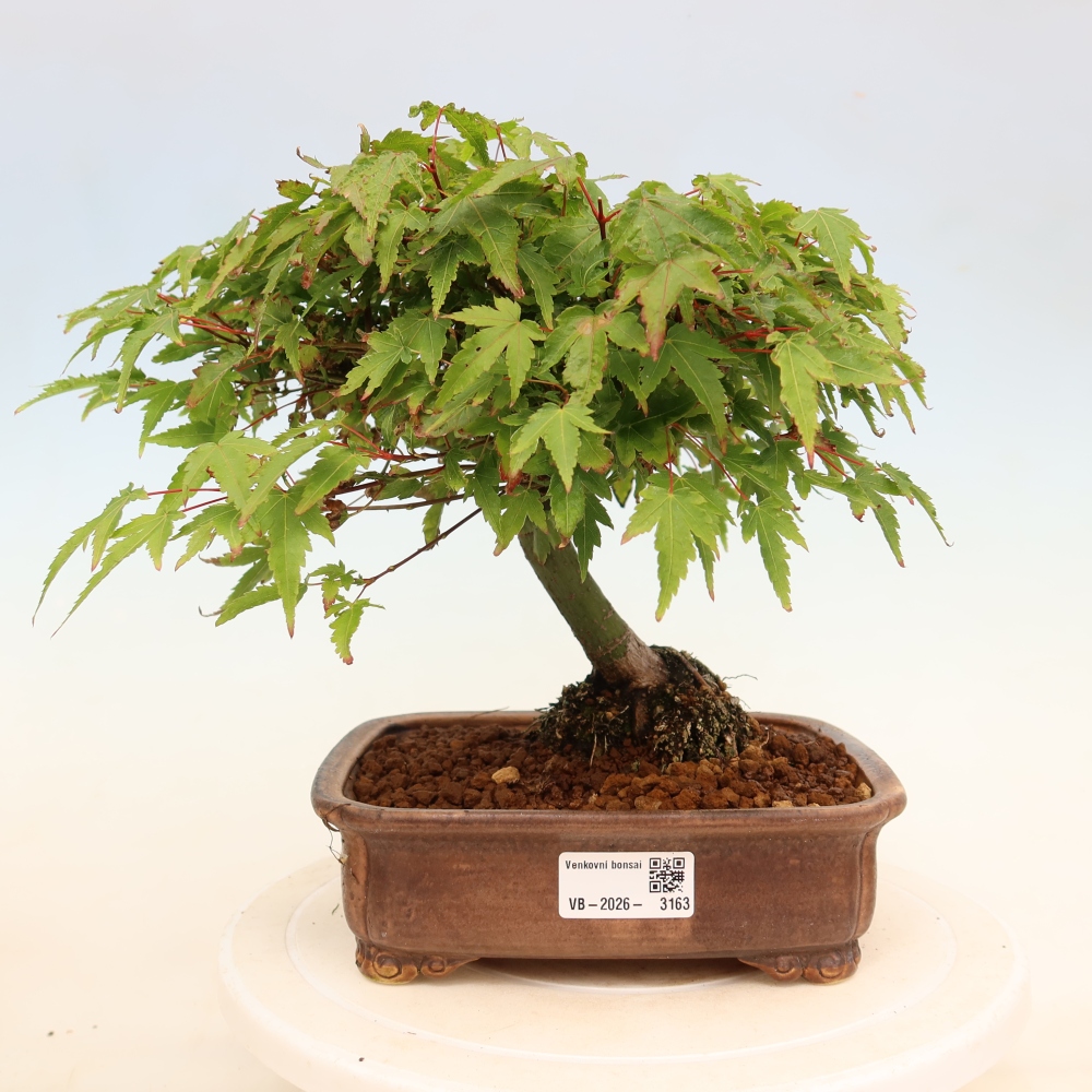 Acer palmatum KIOHIME - Javor palmetový