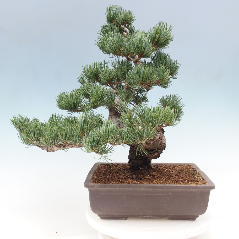 Vonkajšie bonsai - Pinus parviflora - Borovica drobnokvetá