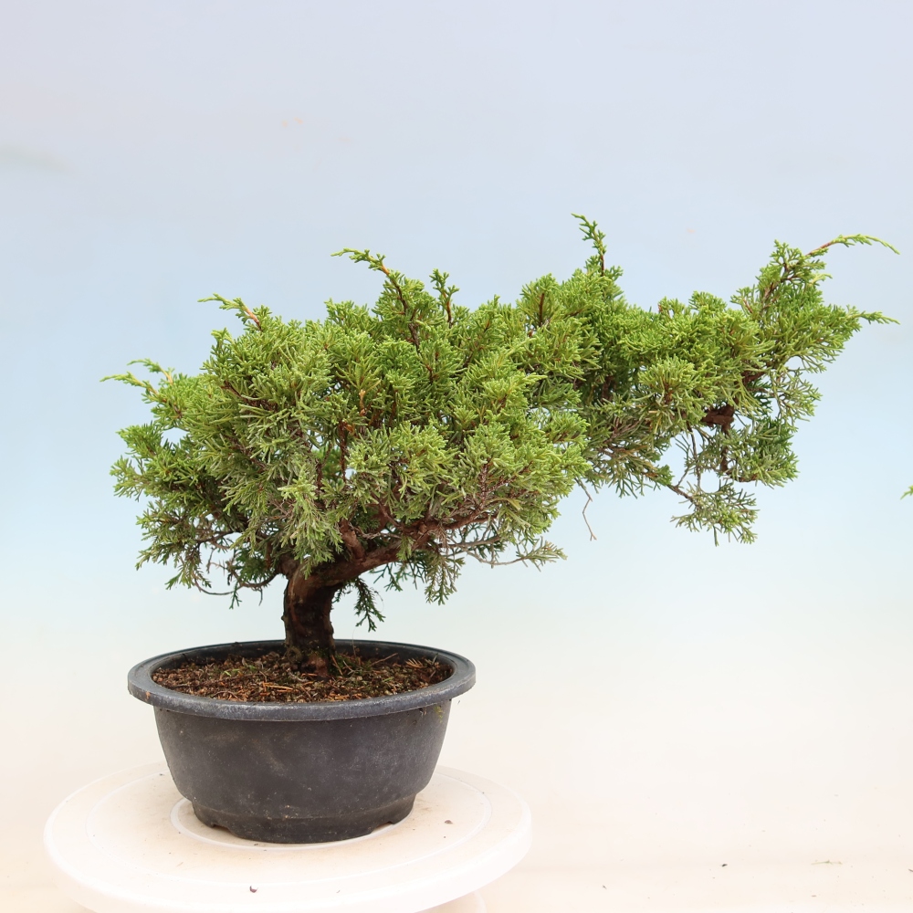 Vonkajší bonsai – Juniperus chinensis Itoigawa – čínsky jalovec