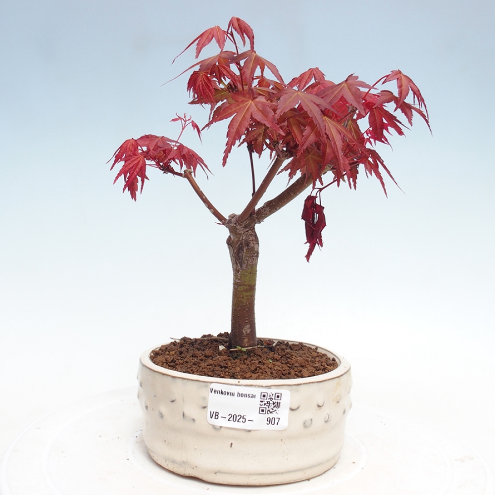 Vonkajšie bonsai - Javor dlaňolistý - Acer palmatum DESHOJO