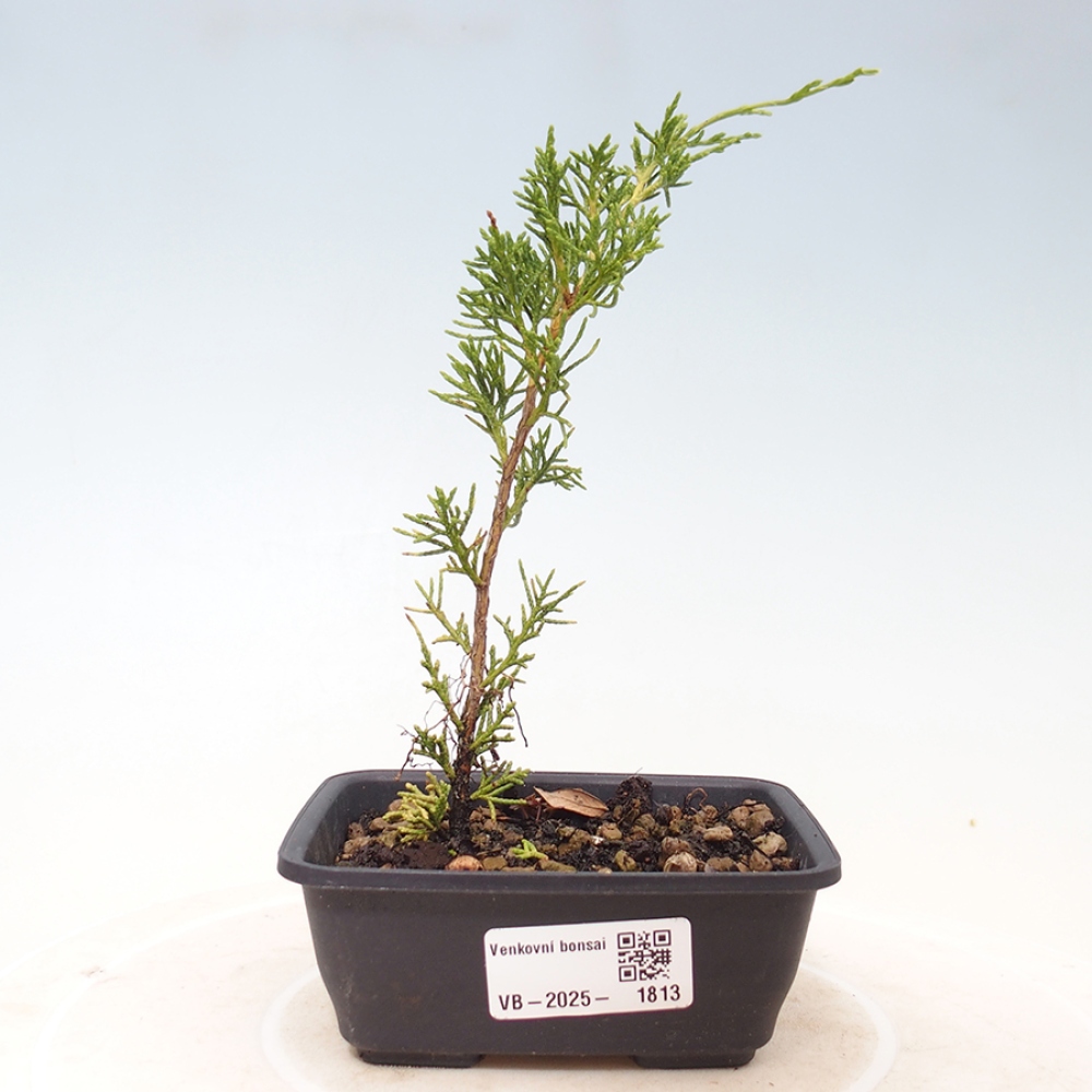 Vonkajší bonsai - Juniperus chinensis Itoigawa -Jalovec čínsky