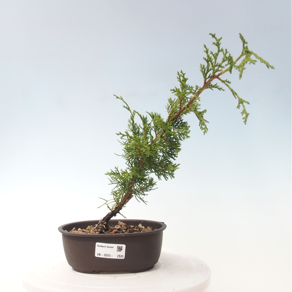 Vonkajší bonsai - Juniperus chinensis Itoigawa -Jalovec čínsky