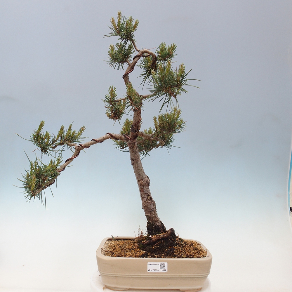 Vonkajšie bonsai - Pinus Sylvestris - Borovica lesná