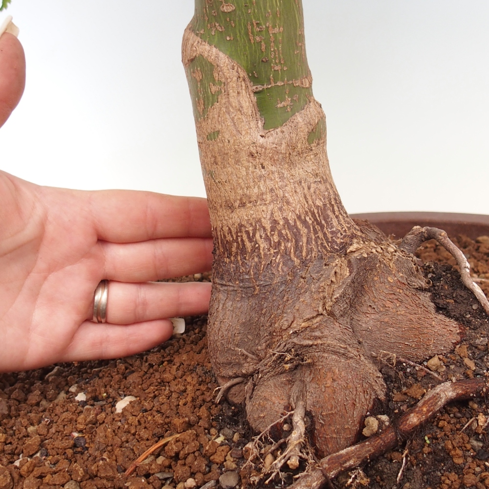 Vonkajšia bonsaj -Javorská palma Acer palmatum Shishigashira