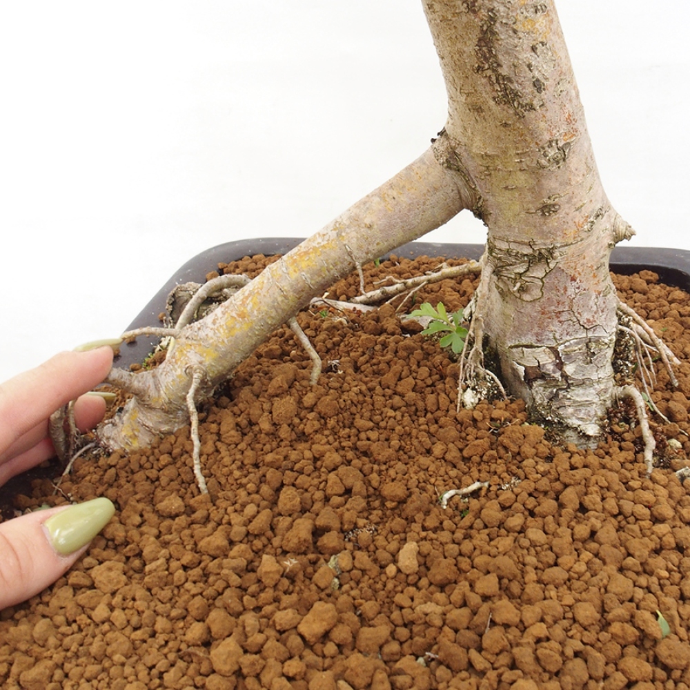 Vonkajší bonsai - Hloh - Crataegus monogyna