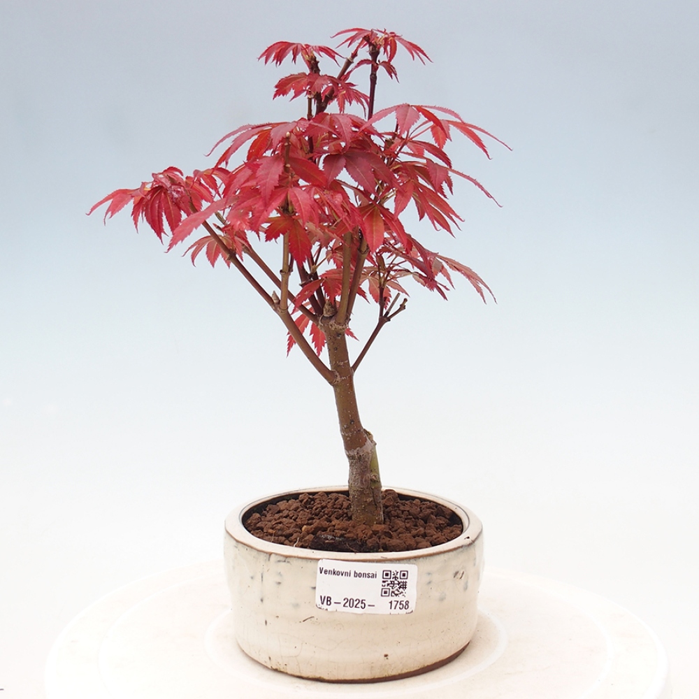 Vonkajší bonsai - Acer palm. Atropurpureum-Javor dlanitolistý