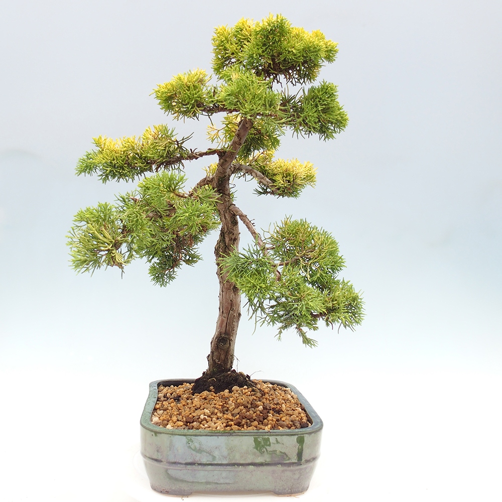 Vonkajší bonsai - Juniperus chinensis plumosa aurea - Borievka čínska zlatá