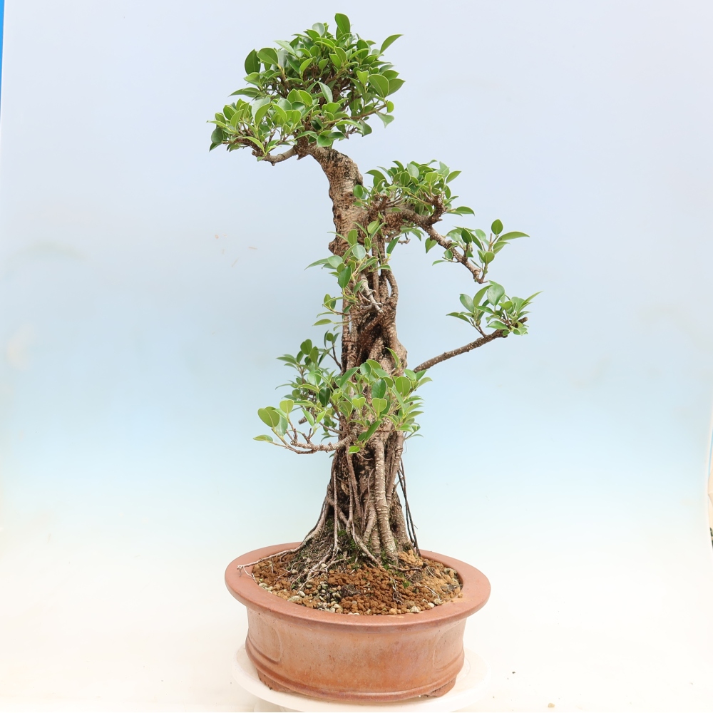Izbové bonsaje - Ficus kimmen - drobnolistý fikus