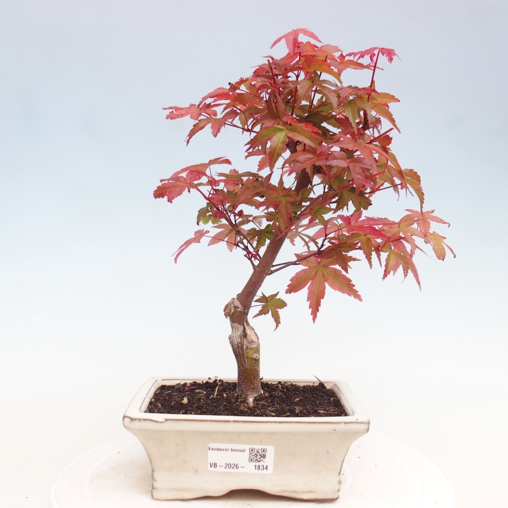 Vonkajší bonsaj - Acer palmatum DESHOJO