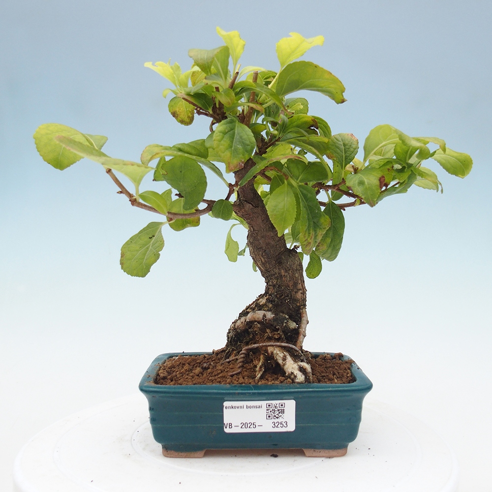 Vonkajšie bonsai - Celastrus Jesenec