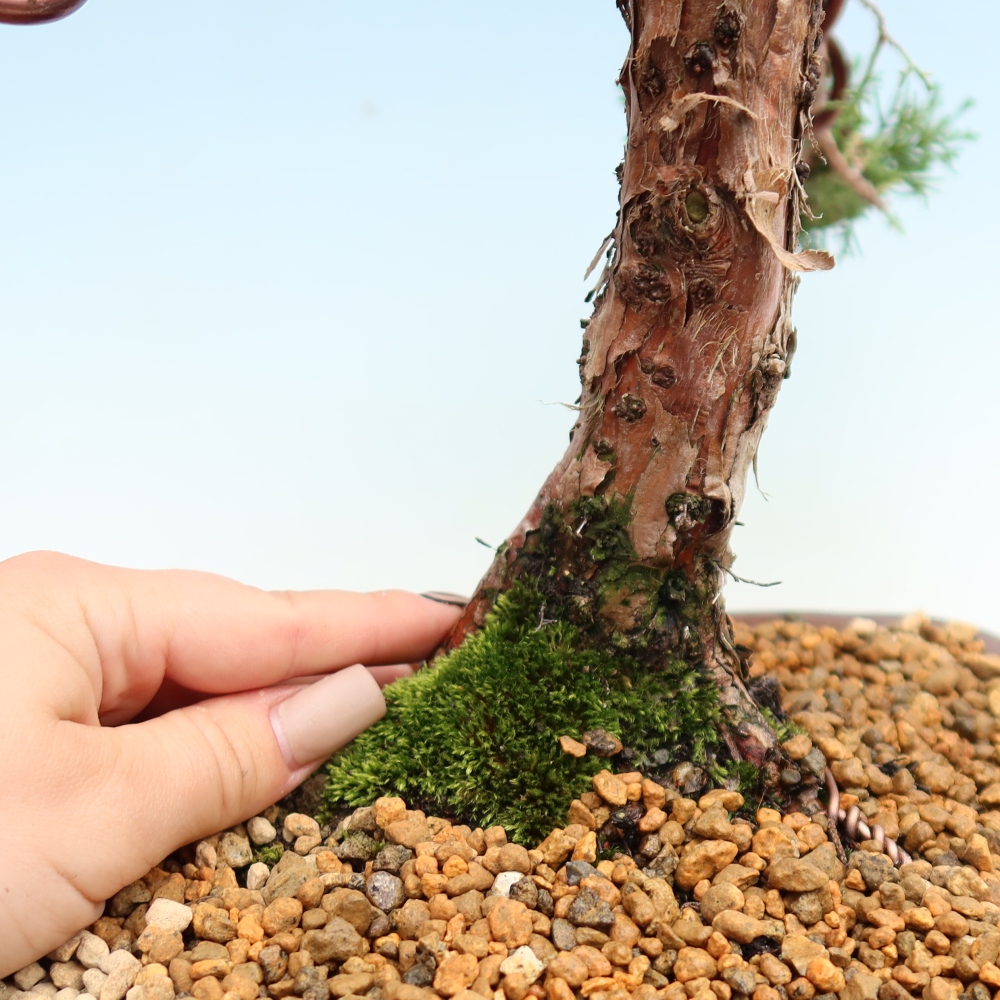 Vonkajší bonsaj - Juniperus chinensis Kishu