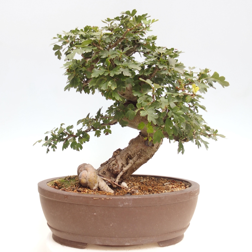 Vonkajší bonsai - Hloh ružový plnokvetý - Crataegus 