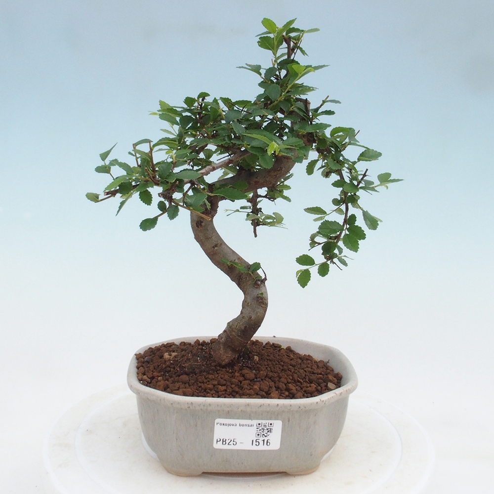 Izbová bonsai-malolistá brest 