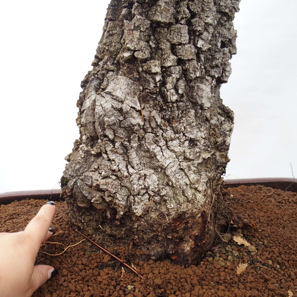 Yamadori - Quercus Ilex -Dub cezmínovitý