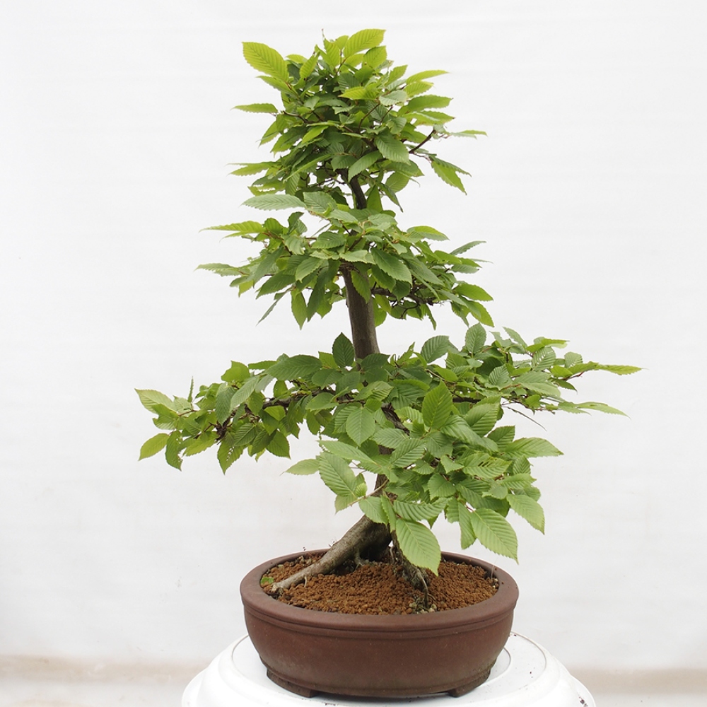 Vonkajší bonsai - Hrab obyčajný - Carpinus betulus