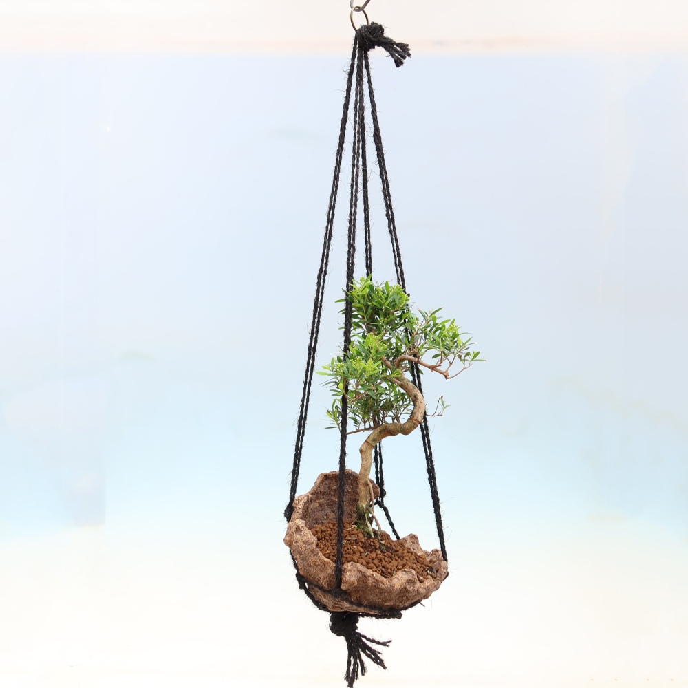 Kokedama v keramike – Syzygium – Pimentovník
