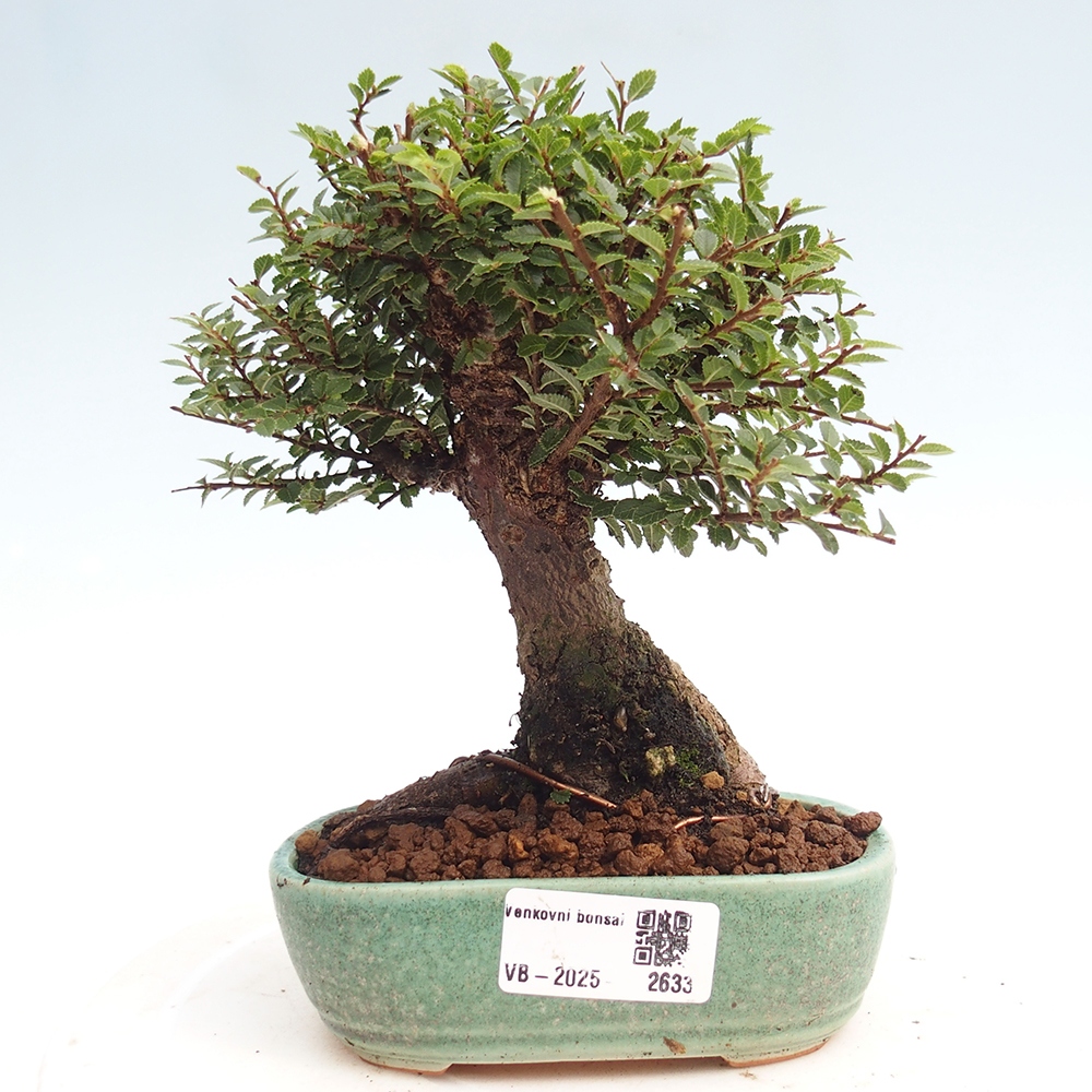 Vonkajší bonsai - Ulmus parvifolia Hokkaido - brest Čínsky