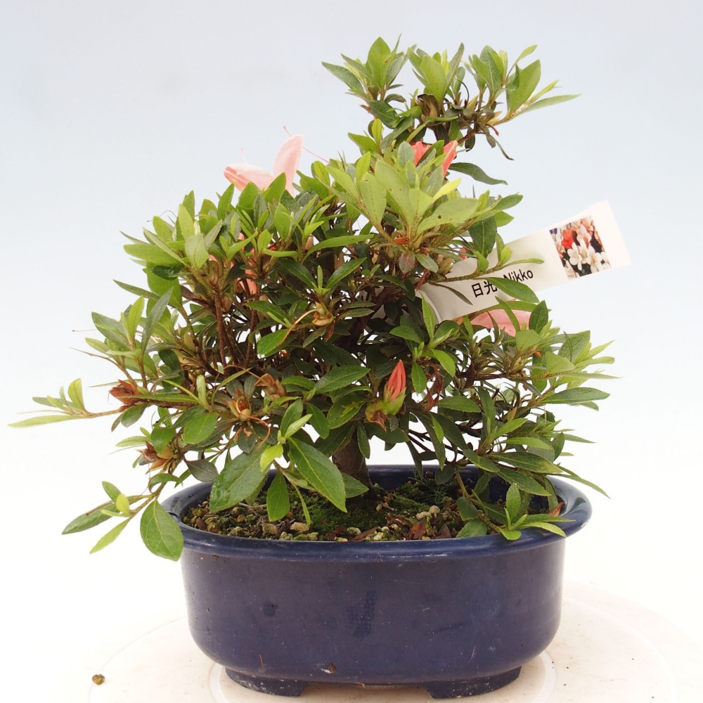 Vonkajší bonsai - Japonská azalka -  Azalea Nikko