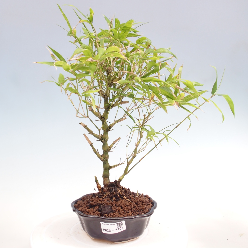 Izbová bonsai - Bambus budha-Bambus budhovo brucho