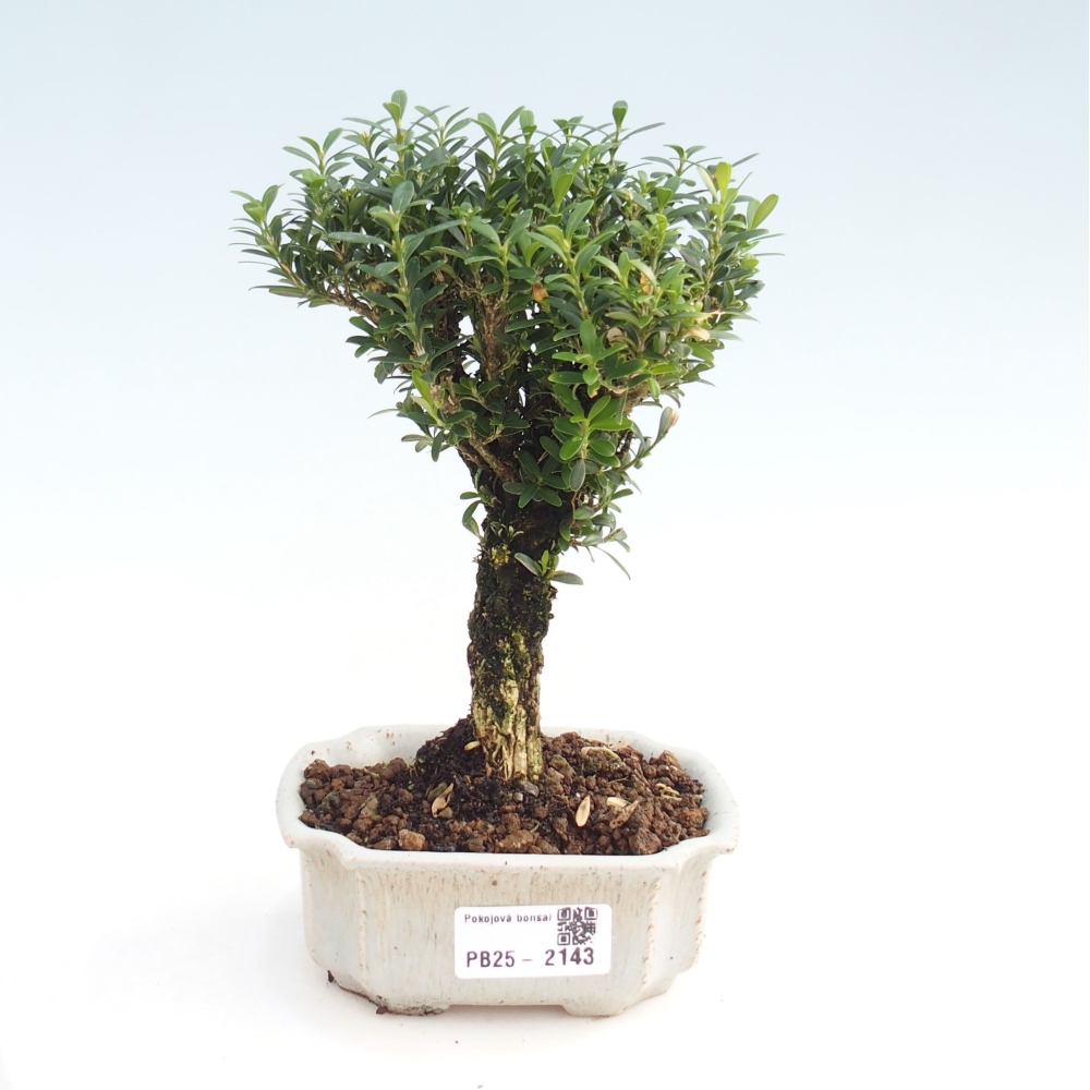 Izbová bonsai - Buxus harlandii - korkový buxus