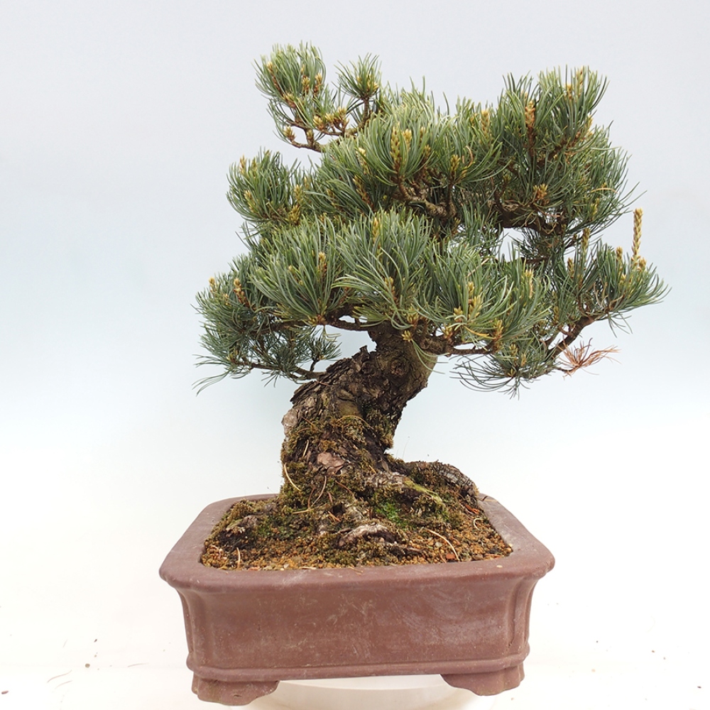 Vonkajšie bonsaje - Pinus parviflora - Pinus parviflora