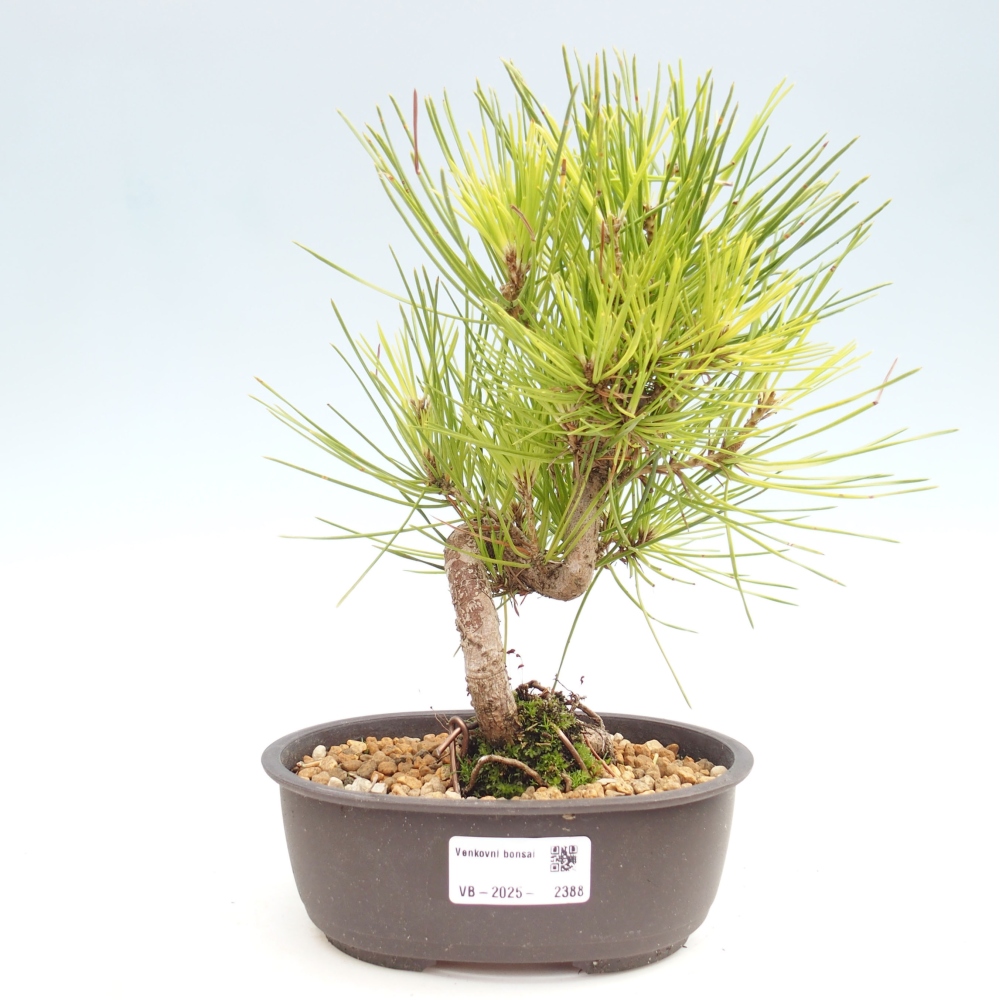Vonkajší bonsai - Pinus thunbergii - Borovica thunbergova