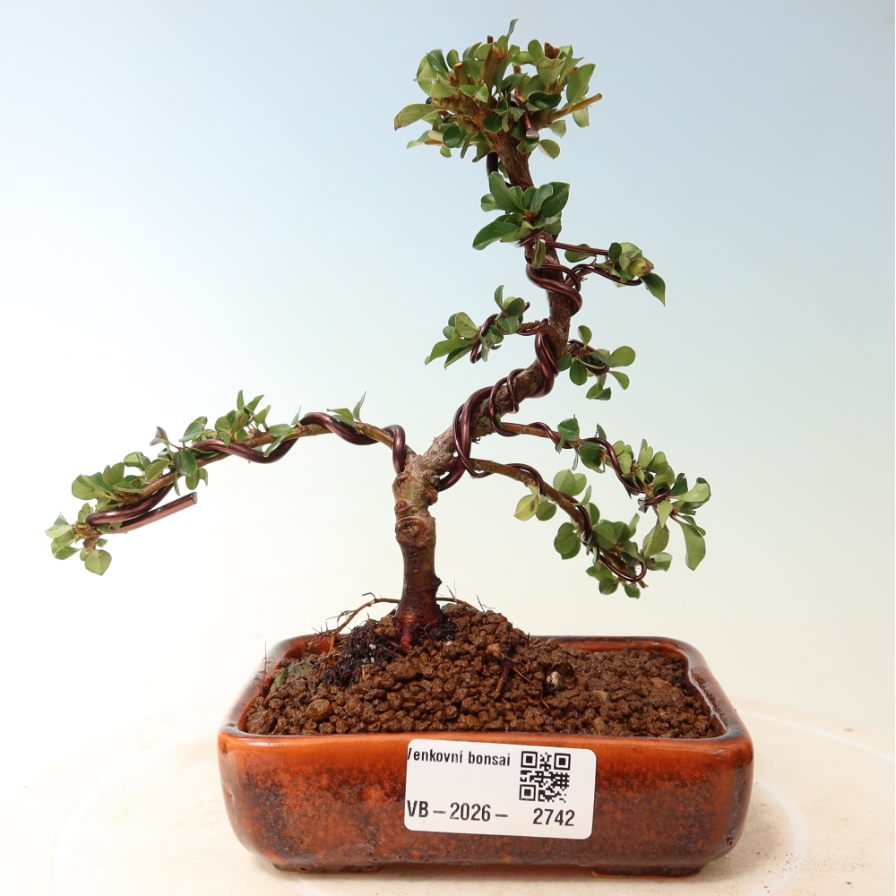 Vonkajšie bonsaje - Cotoneaster horizontalis - Skalnaté hory