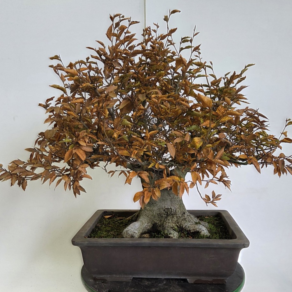 Vonkajšie bonsai -Fagus crenata