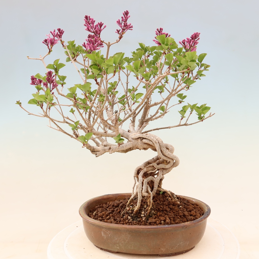 Vonkajší bonsaj - Syringa microphylla - drobnokvetý šeřík