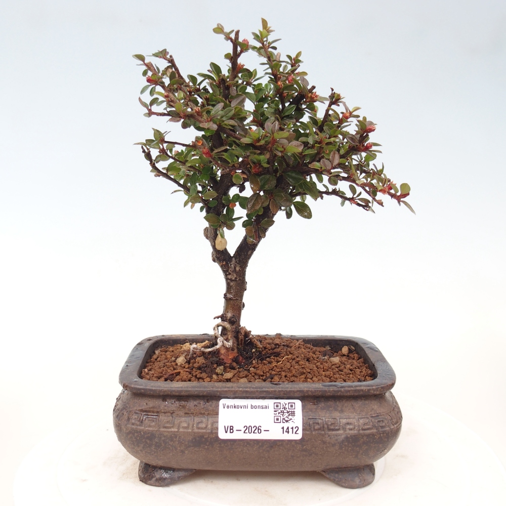Vonkajšie bonsaje - Cotoneaster horizontalis - Skalnaté hory
