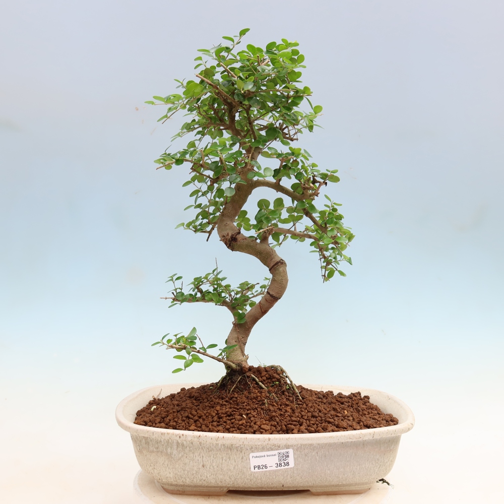 Izbový bonsaj -Ligustrum retusa - drobnolistý vtáčí zob