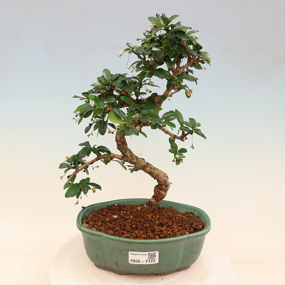 Izbové bonsaje - Carmona macrophylla - Tea fuki