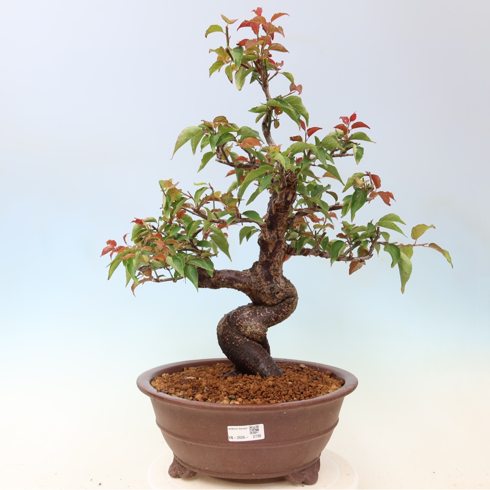 Vonkajšie bonsaje – Japonská marhuľa – Prunus Mume