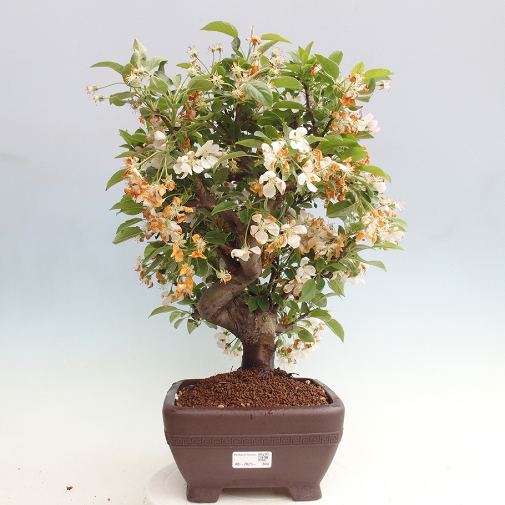 Vonkajší bonsai -Malus halliana - Maloplodá jabloň