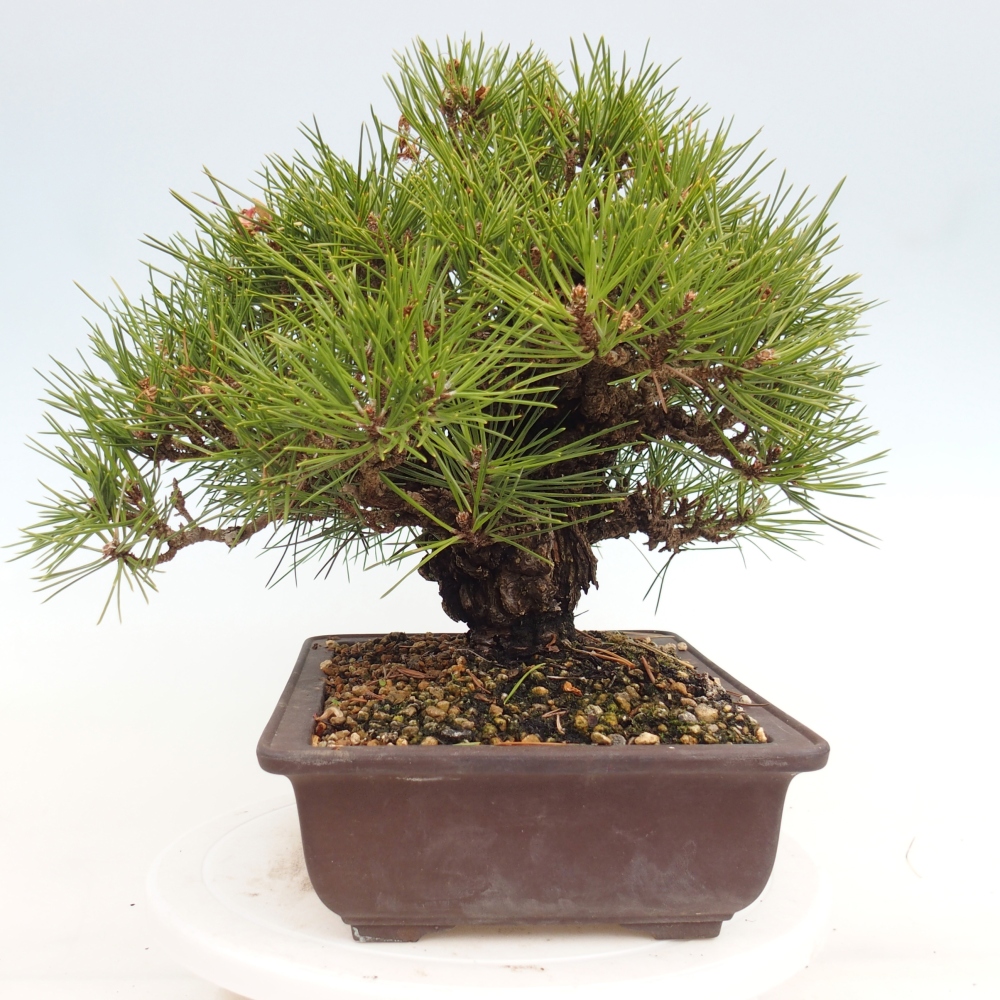 Vonkajšie bonsaje - Pinus thunbergii - borovica Thunbergova