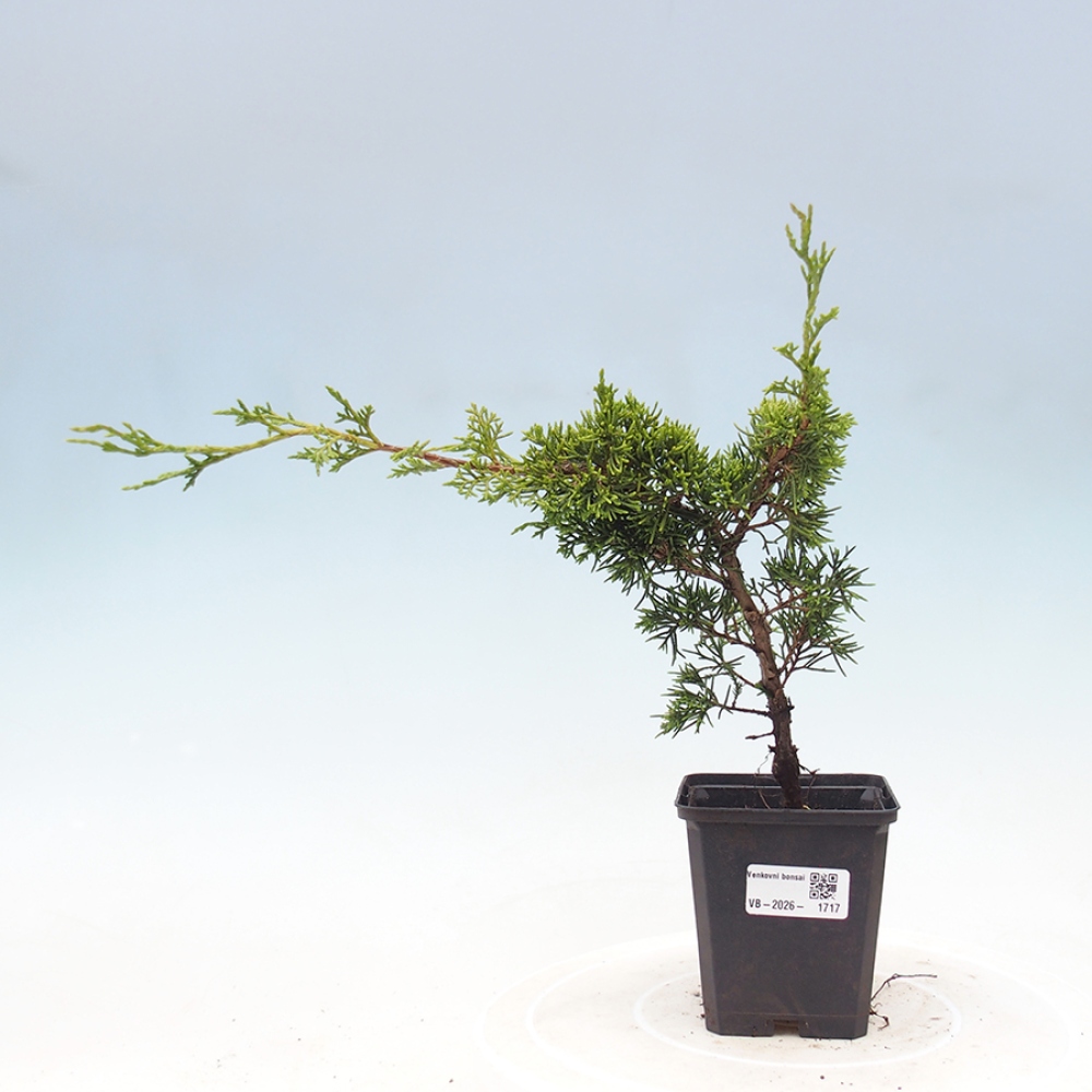 Vonkajší bonsaj - Juniperus chinensis Itoigawa