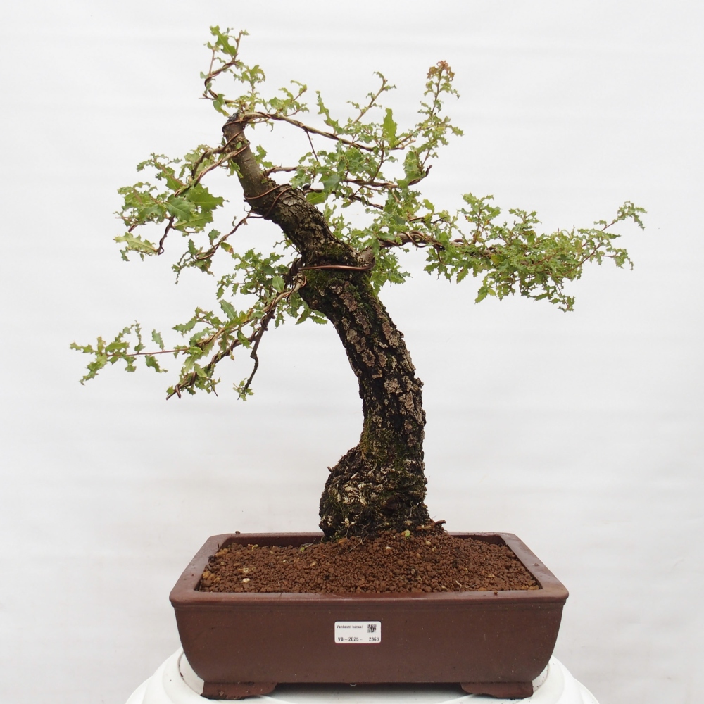 Yamadori - Quercus Ilex -Dub cezmínovitý