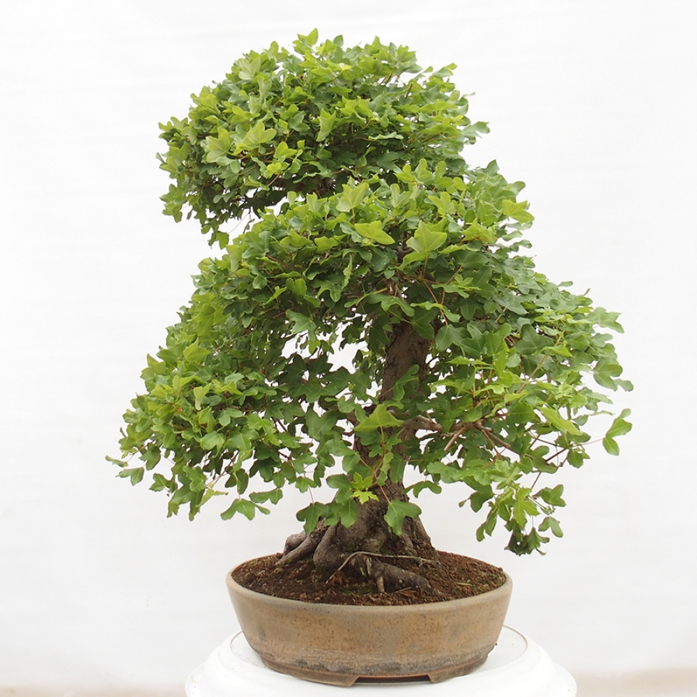 Vonkajší bonsai - Javor Francúzsky - Acer Nonspessulanum